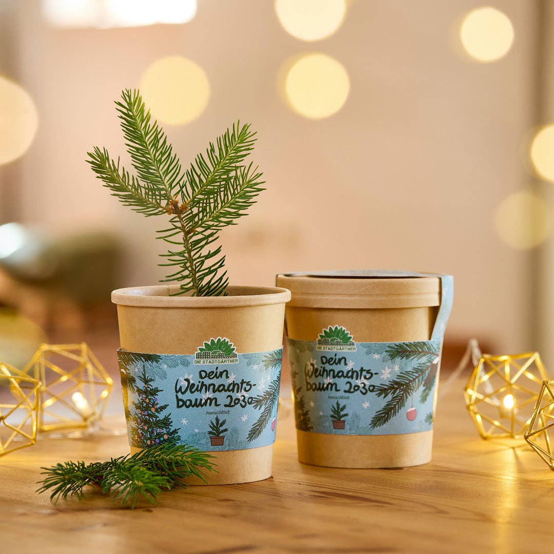 TDJ Stadtgärtner GmbH - Weihnachtsbaum aus dem Becher