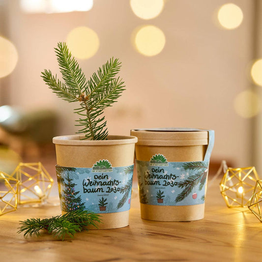 TDJ Stadtgärtner GmbH - Weihnachtsbaum aus dem Becher