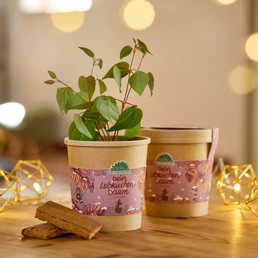 TDJ Stadtgärtner GmbH - Lebkuchenbaum aus dem Becher