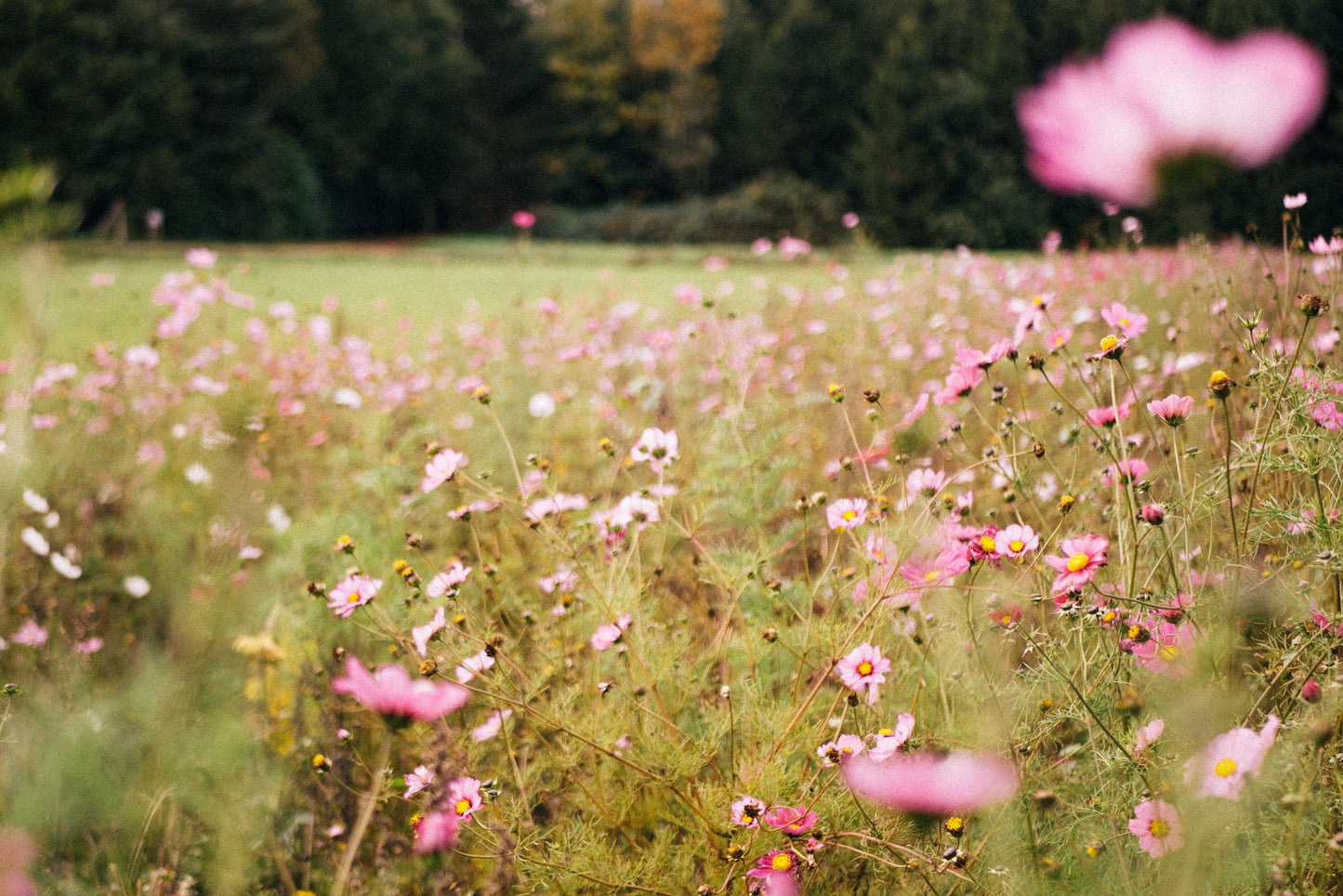 Wolkenreich - Ein frischer Blumenstrauß | Duftkerze, Sojawachs