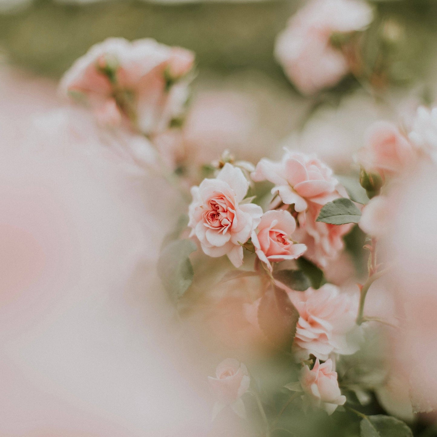 Wolkenreich - Rosen aus Mamas Garten | Duftkerze, Sojawachs